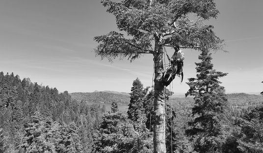 Utility Vegetation Management services