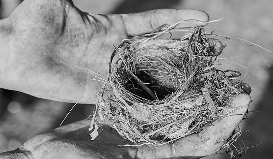 environmental field biology services