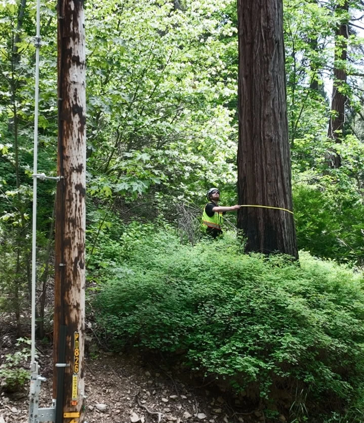 utility forestry high risk