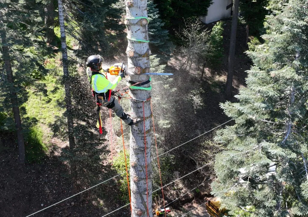 rancho tree service home header